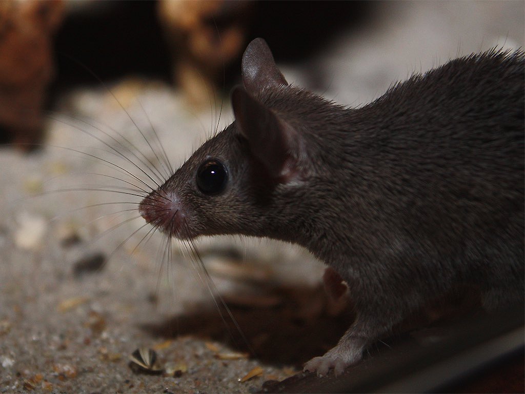 The Mouse did not know what was happening. She could hear the soft waves & the gulls but could not breathe for the black smoke & the dust. She called for the little girl who once fed her with bourekas, with kunafeh, but she did not come. Let it stop, she heard someone cry, let it…