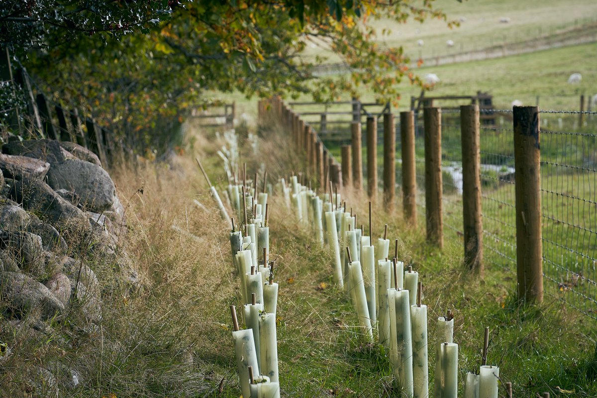 Gameandwildlife's tweet photo. A Hedgerow Carbon Code: investing in the future of butterflies and moths. @JoeWStanley, Head of Sustainable Farming &amp; Knowledge Exchange at the @AllertonProject, shares his update from the project.

https://t.co/Pede8vIOoW https://t.co/1omP5KUE1n