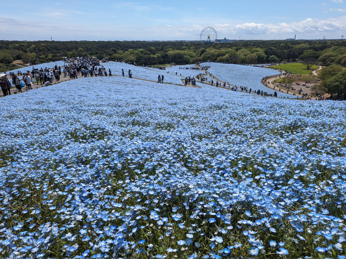 茨城県ひたちなか市の国営ひたち海浜公園で開催される「LuckyFes」へ参戦します♪
先日、会場の国営ひたち海浜公園のネモフィラを見ていました！
綺麗でしたよ(^o^)
#ミュージック10