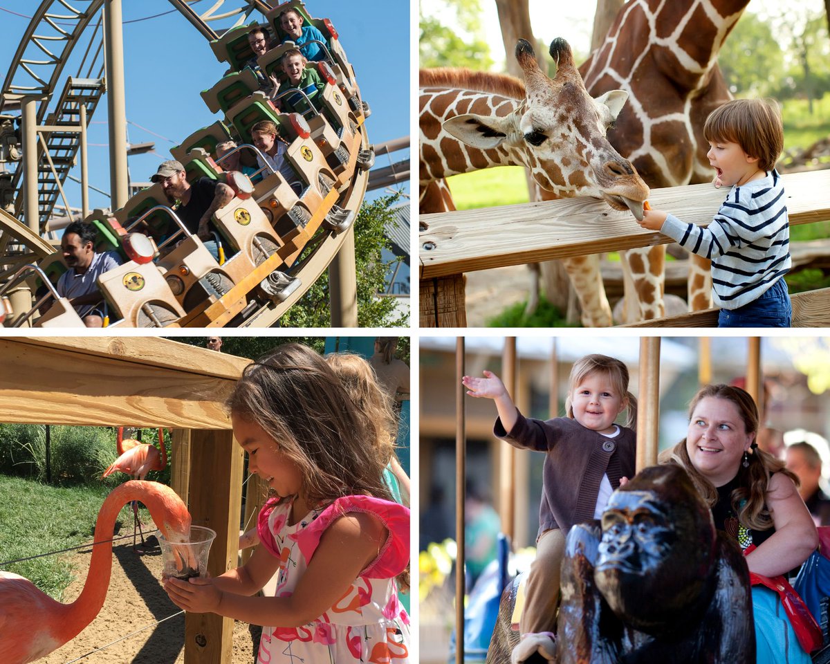 Enjoy a day of #fun at the Zoo for one great price! The Zoo’s Explorer Pass lets you go wild with exciting #adventures including – all day unlimited rides & five animal feeds. 🦒🦩🦘🦜 Purchase your Explorer Pass today >> bit.ly/2MwvWbU & experience the Zoo like a pro!
