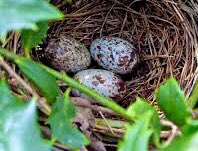 cardinal nest on my property