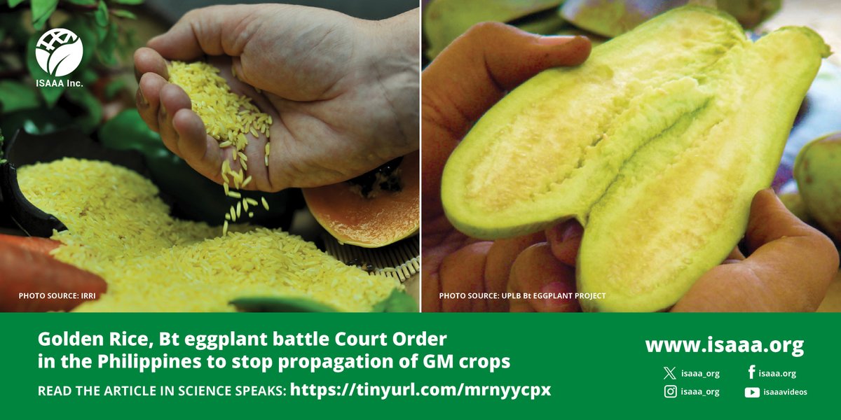 In the Philippines, Golden Rice and Bt eggplant battle a court order that seeks to stop the commercial propagation of GM products. The Court also revoked the Biosafety Permit for Commercial Propagation of Golden Rice. Read more in Science Speaks: tinyurl.com/mrnyycpx