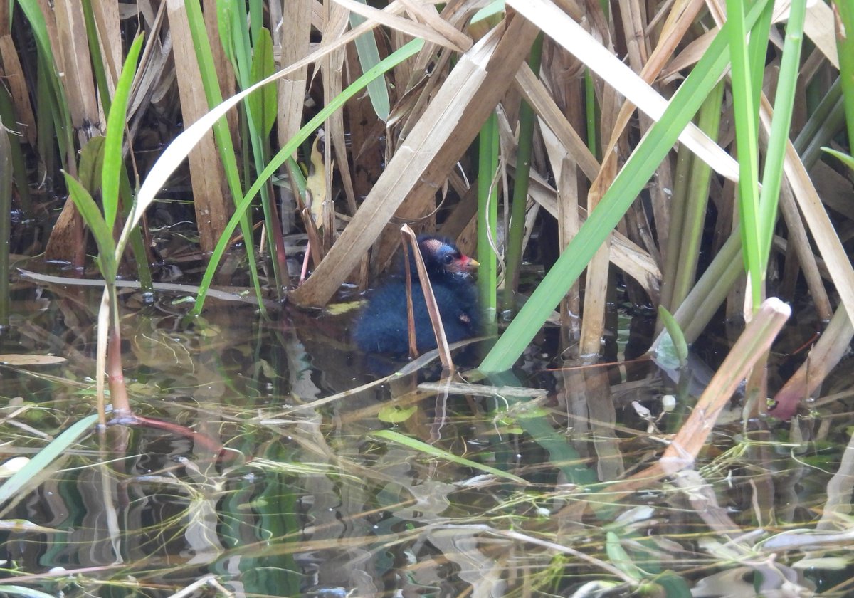 NEW ARRIVALS!
Like proud parents anywhere, the staff here at SOC Waterston House have been on tenterhooks since a pair of Moorhen took up residence in our wildlife pond. After watching them nest-building, the wait through incubation, today the eggs have hatched!