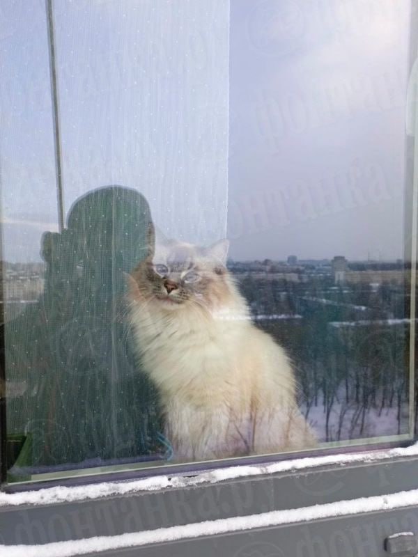 Wild_SPb's tweet photo. Промышленный альпинист из Петербурга собрал коллекцию фотографий котов.

У петербуржца тоже есть питомец — кот Рафаэль🥹

Фото: Олег Игнатьев https://t.co/vU0imCYy00