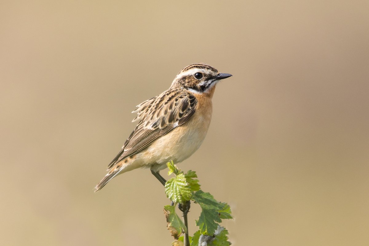 My first Whinchats of the year from the Derbyshire Peak District this morning. Welcome back !