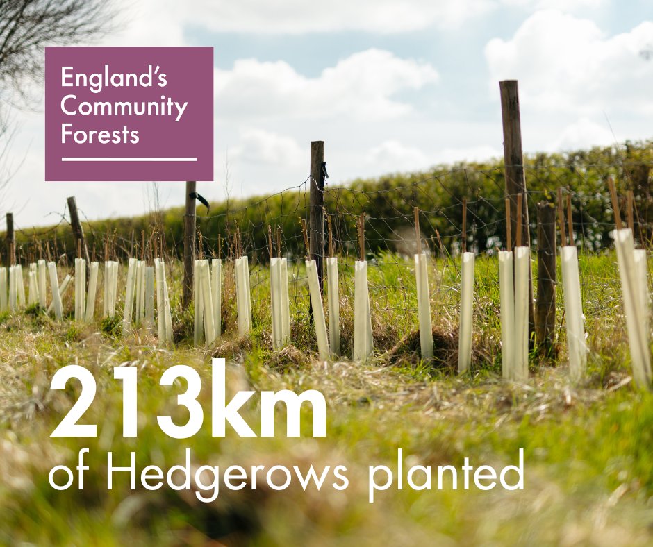 🌳🌳🌳It's #NationalHedgerowWeek and we’re celebrating the 213km (132 miles) of hedgerows that Community Forests have planted as part of our @DefraGovUK funded #TreesforClimate programme! englandscommunityforests.org.uk