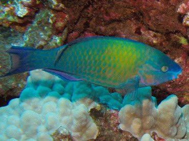 ꒰ palenose parrotfish (Scarus psittacus) 🦜.˳⁺⁎˚ ⋆