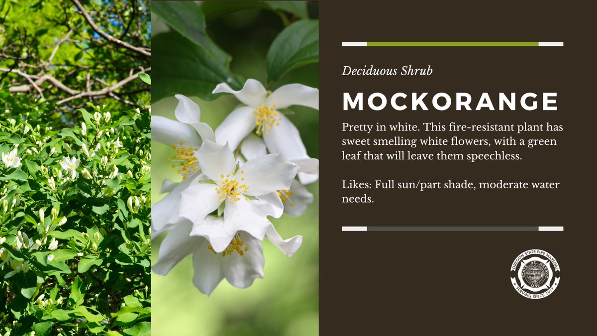 Day 3 of #MeetTheFireResistantPlants: Mockorange is on the list. This plant has a sweet-smelling flower. If taken care of properly, fire resistant-plants can add some beauty and help in your defensible space plan. #DefensibleSpace #Plants #Oregon #WildfireAwarenessMonth