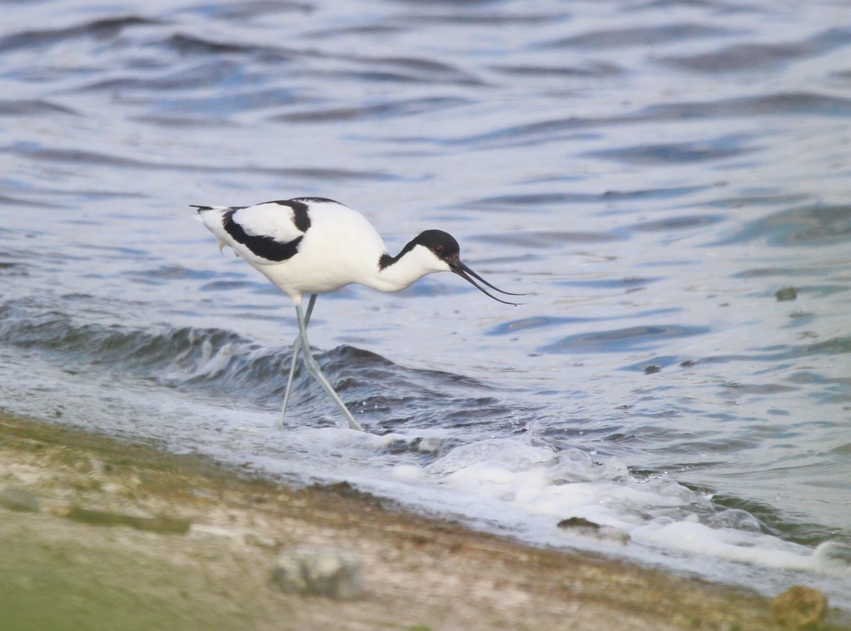 David Bradshaw (@porthkillier) on Twitter photo Long-staying Black-necked Grebes, Avocets and nine more wader species among highlights of April round-up for @E17Wetlands on walthamstowbirders.blogspot.com Thanks to <a href="/Elliott81758817/">Sam O'Donnell</a> <a href="/Chris_Farthing/">Chris Farthing</a> <a href="/HarringayBirder/">Red_Birder</a> <a href="/LolBodini/">Lol Bodini</a> <a href="/sjnewton/">Steve N</a> <a href="/IvorHewstone/">Ivor hewstone</a> for pics Long-staying Black-necked Grebes, Avocets and nine more wader species among highlights of April round-up for @E17Wetlands on walthamstowbirders.blogspot.com Thanks to <a href="/Elliott81758817/">Sam O'Donnell</a> <a href="/Chris_Farthing/">Chris Farthing</a> <a href="/HarringayBirder/">Red_Birder</a> <a href="/LolBodini/">Lol Bodini</a> <a href="/sjnewton/">Steve N</a> <a href="/IvorHewstone/">Ivor hewstone</a> for pics