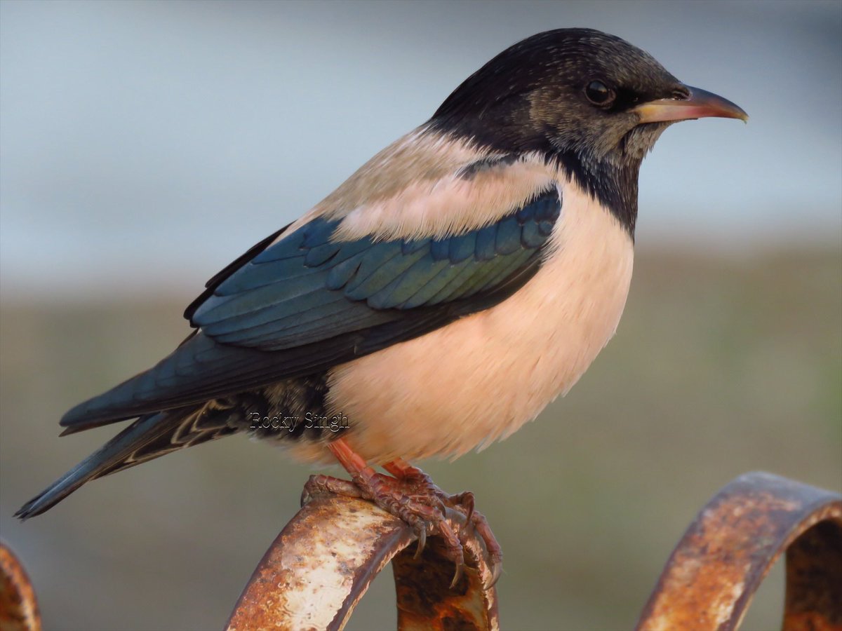 The Rosy Starling has a pretty pink, almost a blush sort of tender pink colour. It’s striking bird and visits India in vast numbers in the winter. They can be seen roosting on high wires huddled together. They’re farmers friends and eat pests in the millions @indiaves