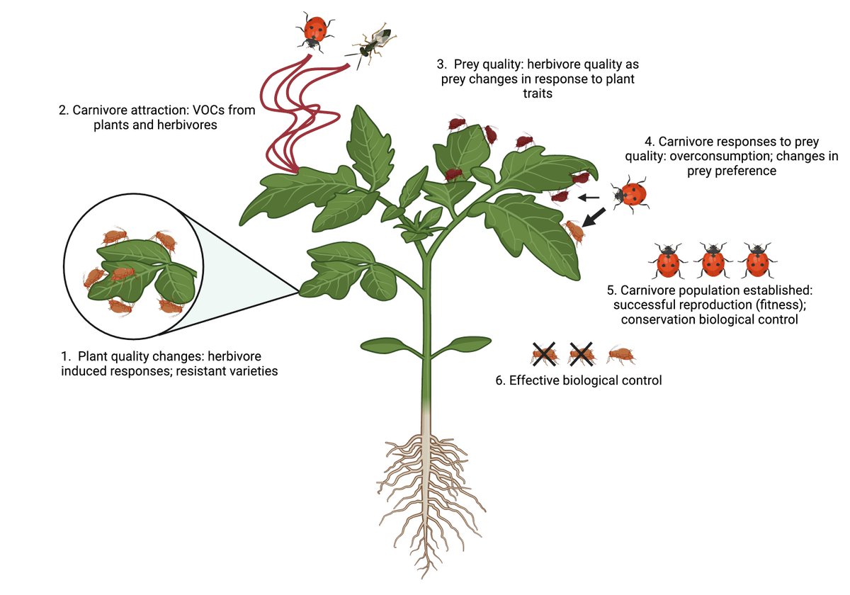 Monica Kersch-Becker (@kerschbecker) on Twitter photo Excited to share our latest paper discussing the importance of prey quality in bolstering biological control in agroecosystems.🐞 @vmpocius <a href="/PSU_Entomology/">Penn State Entomology</a> <a href="/EntsocAmerica/">Entomological Society of America</a> #BiologicalControl #IPM
doi.org/10.1016/j.bioc… Excited to share our latest paper discussing the importance of prey quality in bolstering biological control in agroecosystems.🐞 @vmpocius <a href="/PSU_Entomology/">Penn State Entomology</a> <a href="/EntsocAmerica/">Entomological Society of America</a> #BiologicalControl #IPM
doi.org/10.1016/j.bioc…