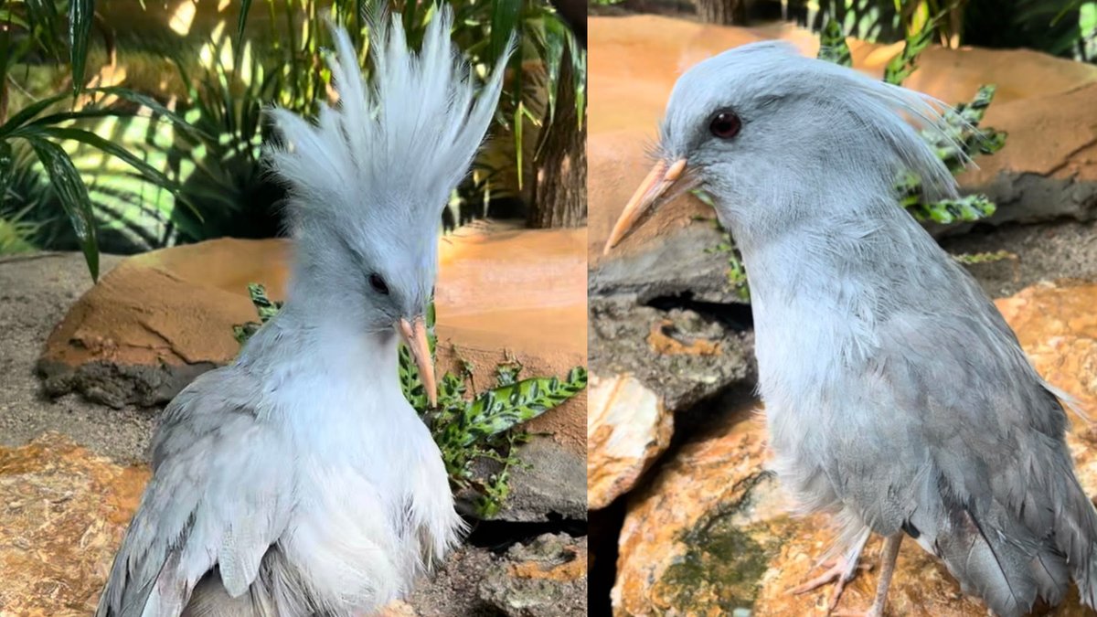 Species Spotlight: The Haunting Tale of Kagu, the Ghosts of the Forest therevelator.org/species-spotli…