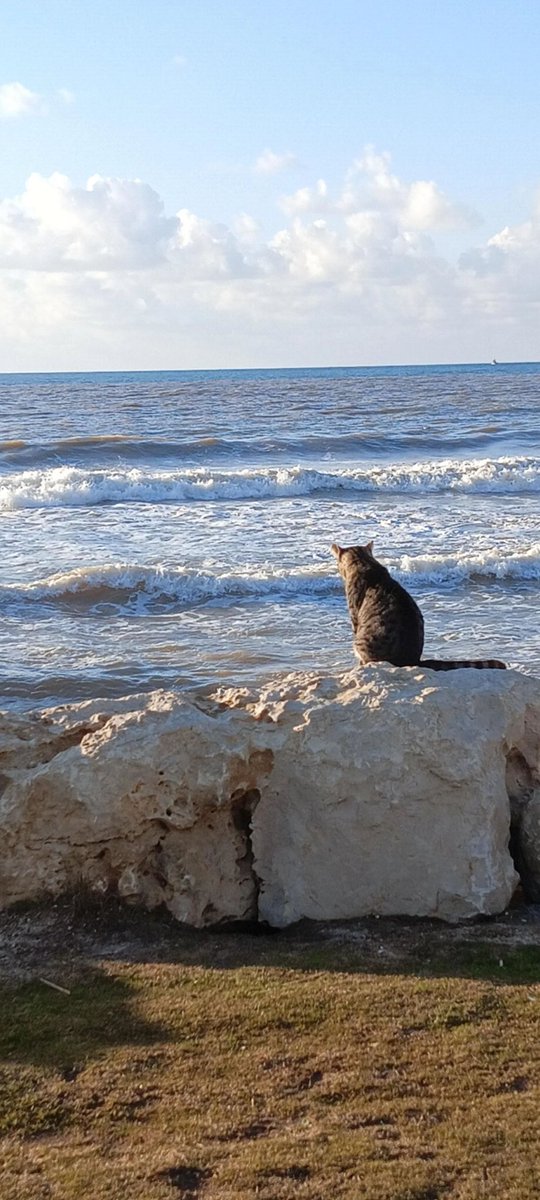 THFABureau's tweet photo. 想养猫猫的心在这一刻达到顶峰 https://t.co/JkoM3zz9Re
