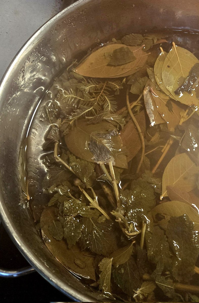 A new batch of forager's tea. The old reliable are in there: 🍃lemon balm 🍃blueberry leaves 🍃skull cap 🍃blackberry leaves 🍃plantain Plus new additions: 🍃strawberry leaves 🍃eastern hemlock snippets 🍃marjoram #mountainlife #foraging #reportea #tea