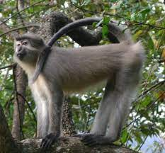 mydogsnoopy's tweet photo. @kuhn_kristin @earpdivisionxpo @gregisin Coat color in adults varies from a smoky brown or fawn to a silvery gray. Fur covering their abdomen is a pale orange, and the monkeyโs long, gray tail is punctuated with a slight tuft at the tip.
8 days! ๐ฎ๐ฎ๐ฎ
#BuffysMonkeys
#WynonnaEarp #Tubi #WelcomeHomeWynonna https://t.co/H70GA3ocWp