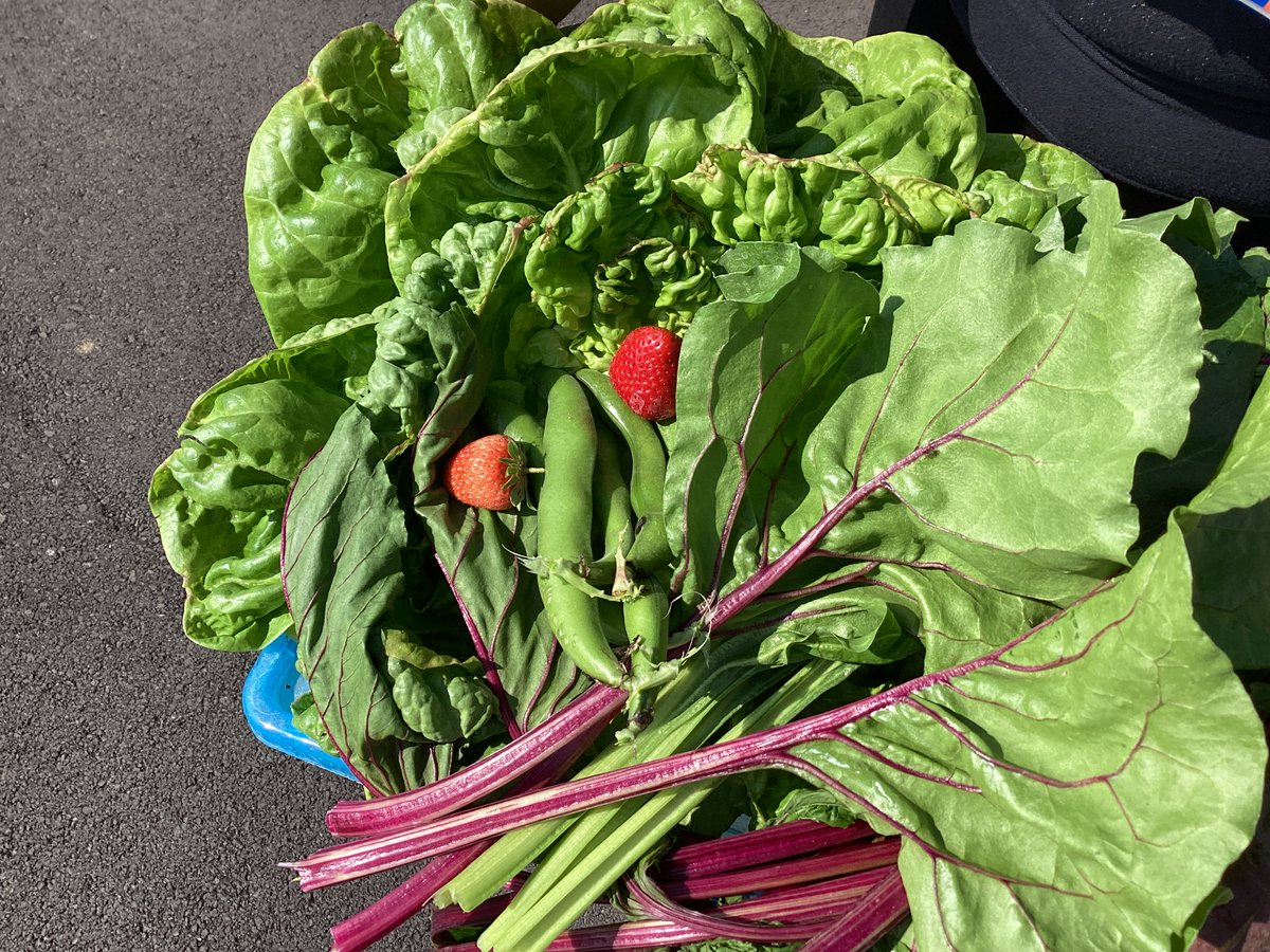 From field to fork! Our very home grown produce. Delivered from our in house horticulture team to be used as part of our lunch service. #WowWednesday @WellspringAT @NorthLincsCNews