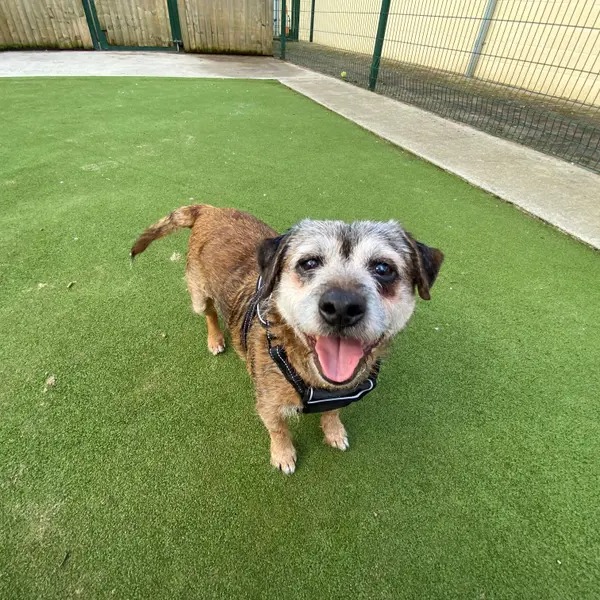 We don't have favourites, obviously, but oldies really do bring us so much joy 💛 Here are just a few old age pooches currently in our care: Quincy, Paddy, Maki, Pugsy, Rascal and Gary 🐶