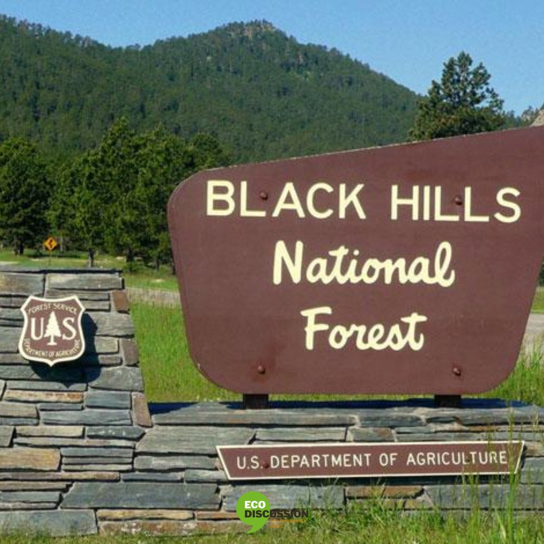 The #BlackHills National Forest in #SouthDakota offers stunning #scenery, rich #history & recreational opportunities, showcasing the #diversity of the #American environment.

Let's explore from our article that all tourists should be aware of - ecodiscussion.com/top-10-interes…