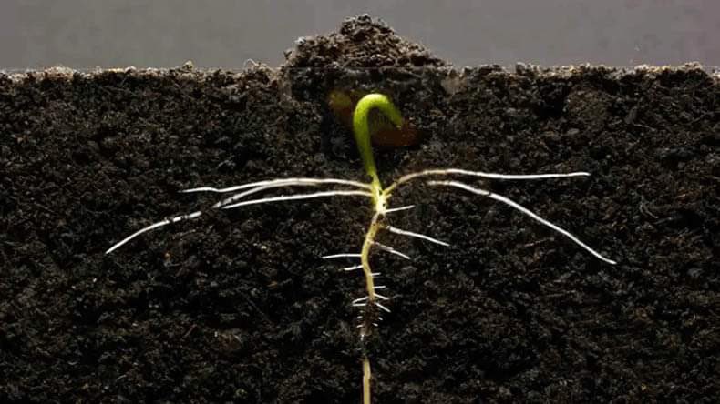 Everything you thought was dead last year 𝑖𝑠 𝑛𝑜𝑤 𝑔𝑟𝑜𝑤𝑖𝑛𝑔.

"Do not despise these small beginnings, for the Lord rejoices to see the work begin, to see the plumb line in Zerubbabel’s hand.” -Zechariah 4:10 

#thisisliving  #tilm #prayerofjabez #cookevilletn