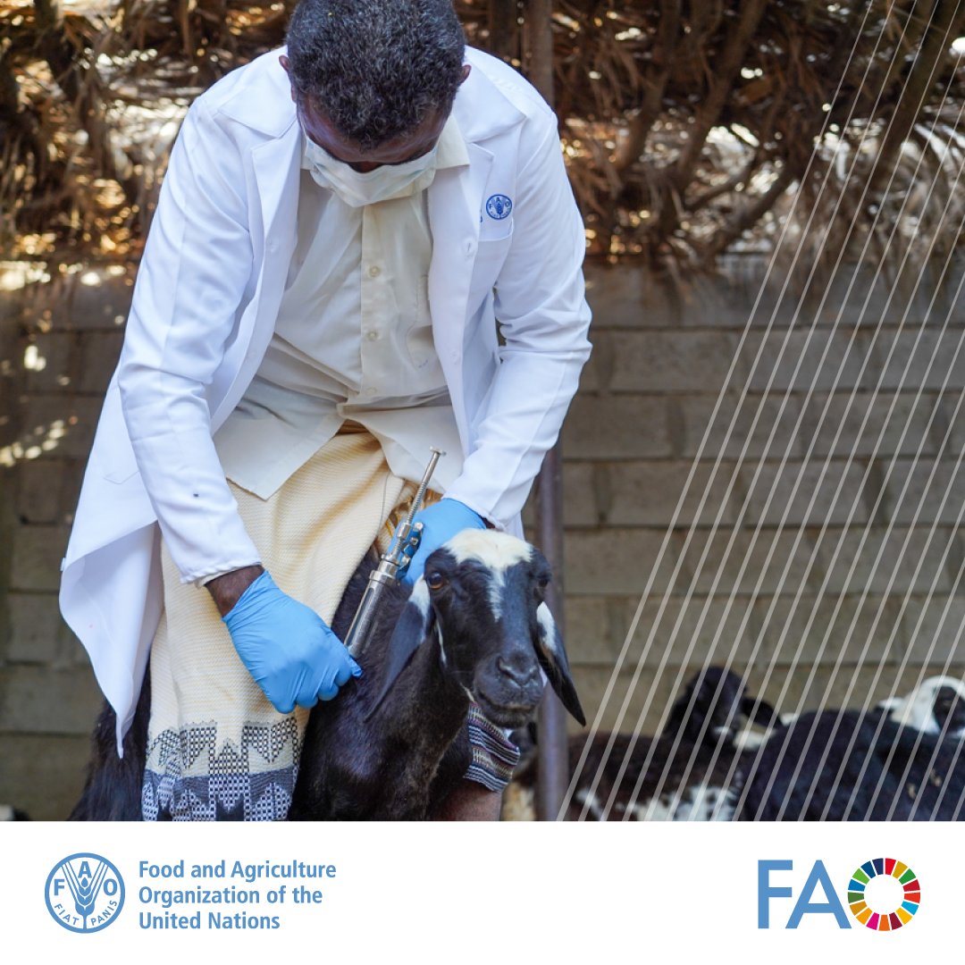 Animal health professionals are contributing to the global fight against animal diseases & zoonotic diseases through the #OneHealth approach. Find out more: 🌐 bit.ly/3apbEzt 🌐 bit.ly/2P1xfql