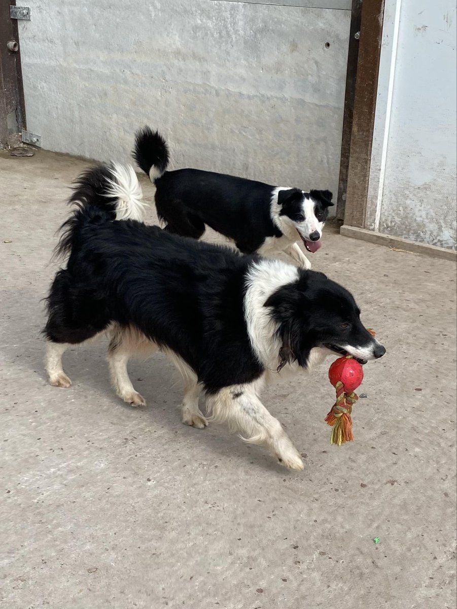 🖤AVAILABLE FOR ADOPTION 🖤 This is the beautiful mum, POPPY, who came to us a few days ago from environmental protection. She's 7 years old and a really lovely girl. She's looking for a home now and we think it won't be long till someone falls for her 💓💕