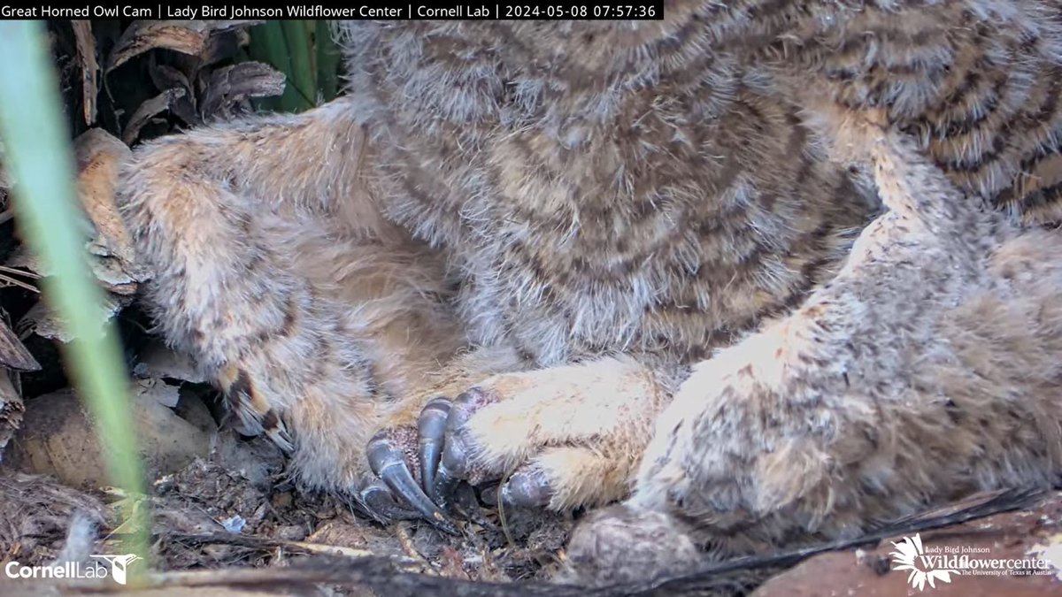 7:56 5/8 Owlet meditating this morning. So peaceful... but check out those talons. The Great Horned Owl is a powerful predator.