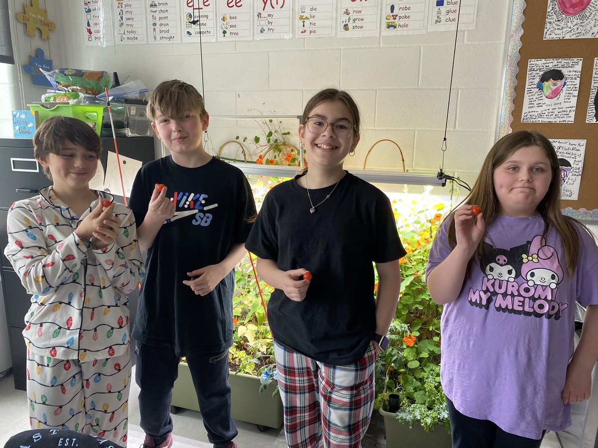Four of our Tiny Tim’s were finally ready for tasting! A very exciting morning for T, J, H &amp; N 🍅😊 more tasting to come! <a href="/AdmiralsAcad_NL/">Admiral’s Academy Navigators 🏳️‍🌈</a> <a href="/AgricultureNL/">Agriculture NL</a>
