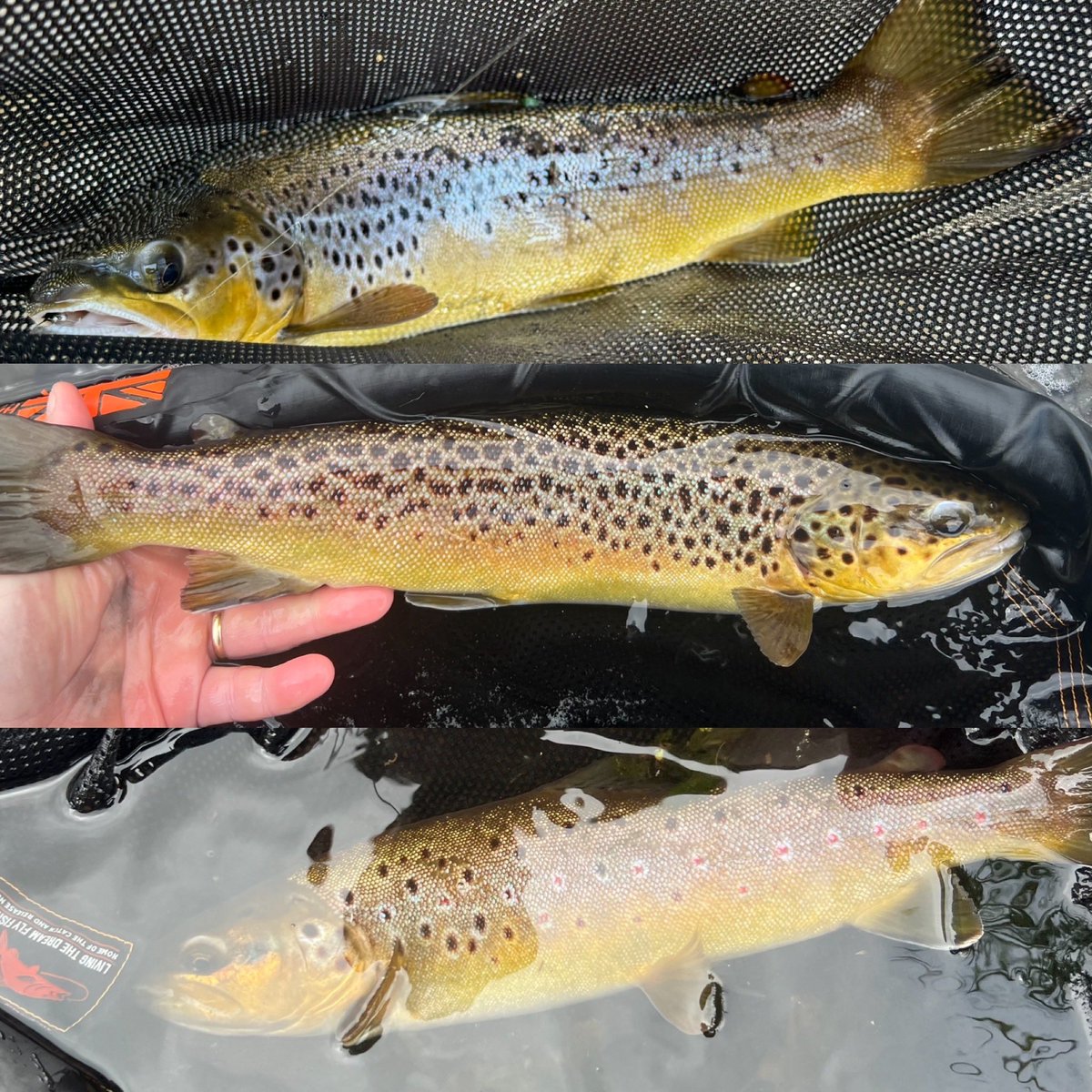 chrishague16's tweet photo. Three brown trout, all taken from the same pool, 
showcase remarkable colour variations. 
Each one is stunning yet displays very different markings. 

#browntrout #dryfly #fx2rods #flyfishing #mackenziedesignteam #mackenzieflyfishing #dtx 
https://t.co/Os3HjEr92f https://t.co/JG59Ta11x2