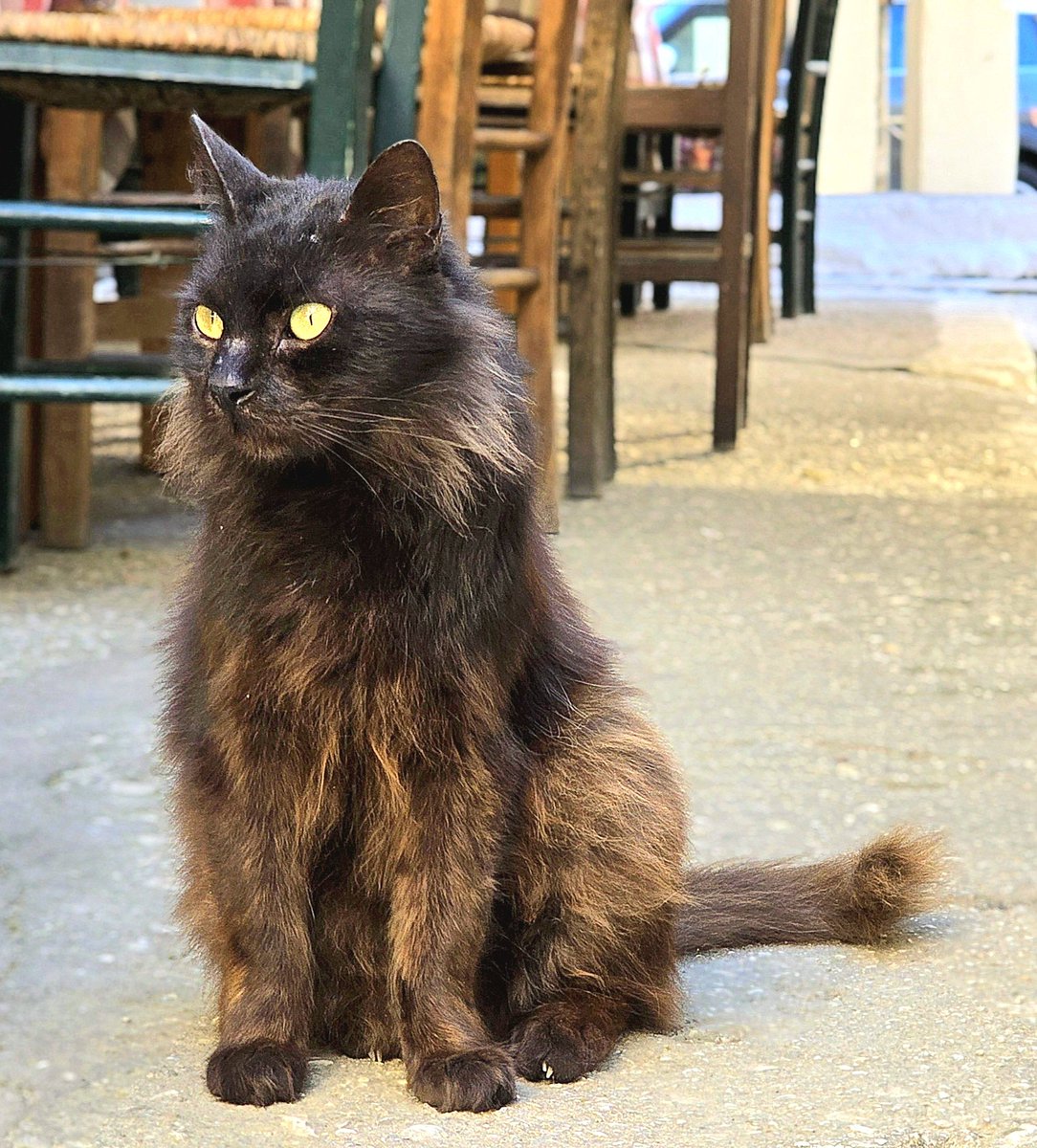Schwarzbraun ist nicht nur die Haselnuss, sondern auch die langhaarige Katze des Tages, die in der Altstadt von Kerkyra (Korfu Stadt) Wache vor einem Restaurant hält. 😸