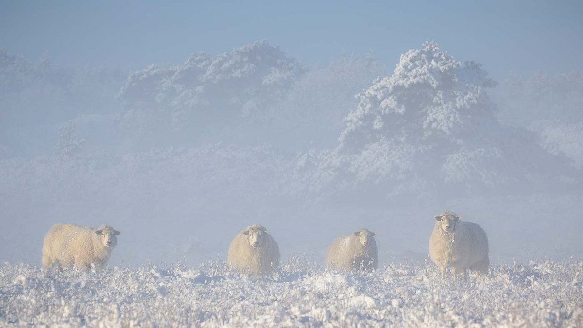 S is for ...a #Sight for #Sore eyes,#Sheep in #Snow

#AlphabetChallenge #WeekS
