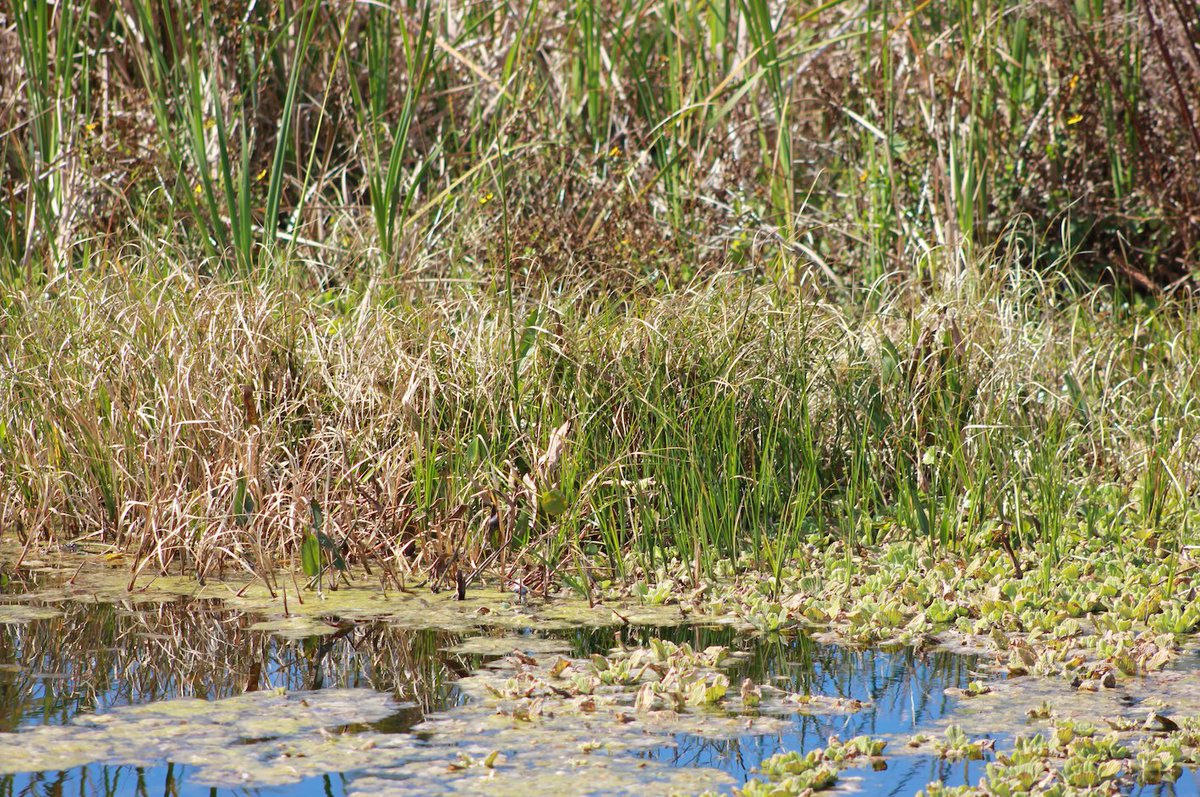 #Cubanbulrush, #cattails, and #waterlettuce are invading this #wetland system.

#aquastemconsulting #aquaticplants #wetlandwednesday #invasiveplants #aquaticplantmanagement #conservation #wetlands #aquaticipm #invasionecology