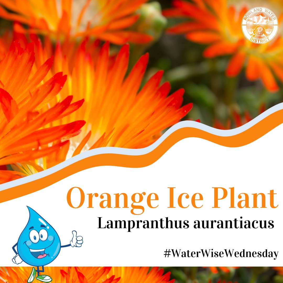 🏵️Not all succulents are green! The Orange ice plant has vibrant golden-yellow flowers that bloom in the late winter. This drought tolerant plant does well in succulent gardens and require very minimal maintenance. 👀Learn more here bit.ly/3QknfF5 #WaterWiseWednesday
