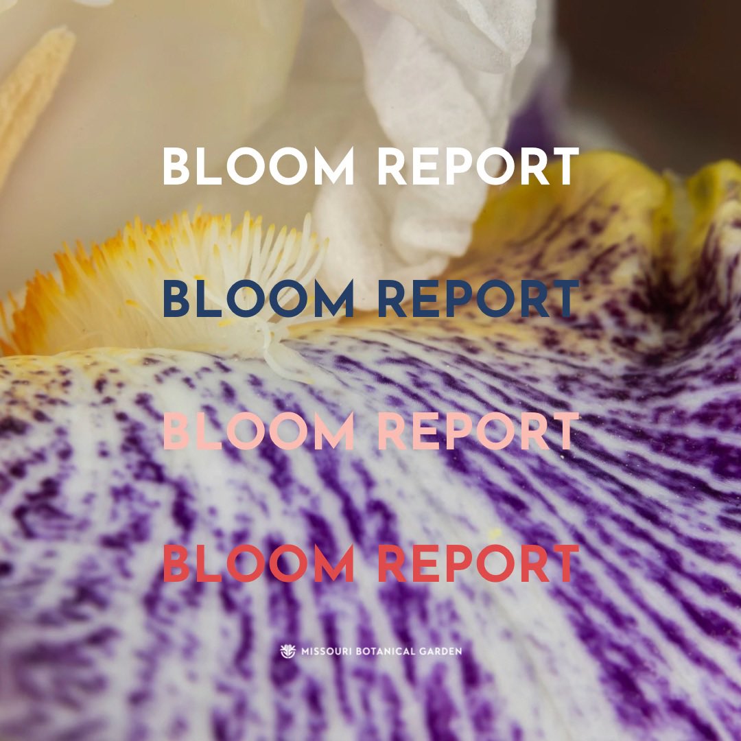 mobotgarden's tweet photo. We're reaching late spring so there's an abundance of blooms to see around the Garden!
Check out this week's #BloomReport to see what's blossoming. 👉
📸 Nathan Kwarta
#MOBOTGarden https://t.co/Q3OLKU6QlI