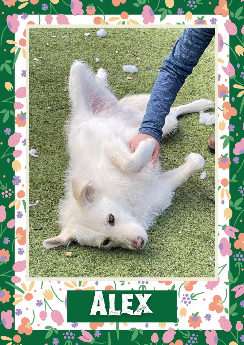 Alex would like you to retweet her so the people who are searching for their perfect match might just find her 💚🙏 oakwooddogrescue.co.uk/meetthedogs.ht… 
#teamzay #dogsoftwitter #rescue #rehomehour #adoptdontshop #k9hour #rescuedog #adoptable #dog