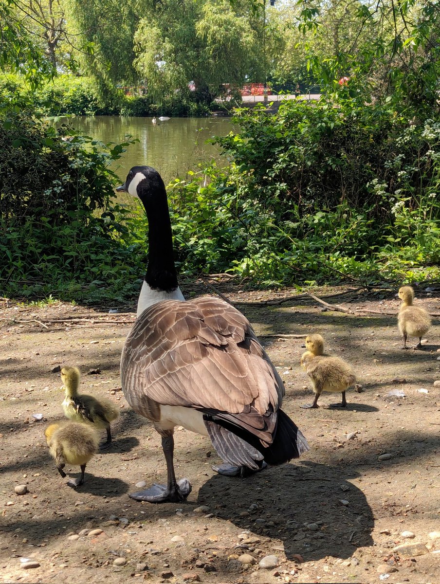 Hurry up to Finsbury Park! #CanadaGoose chicks are now cute, and will have grown up to be saucy boys next week. 🤭