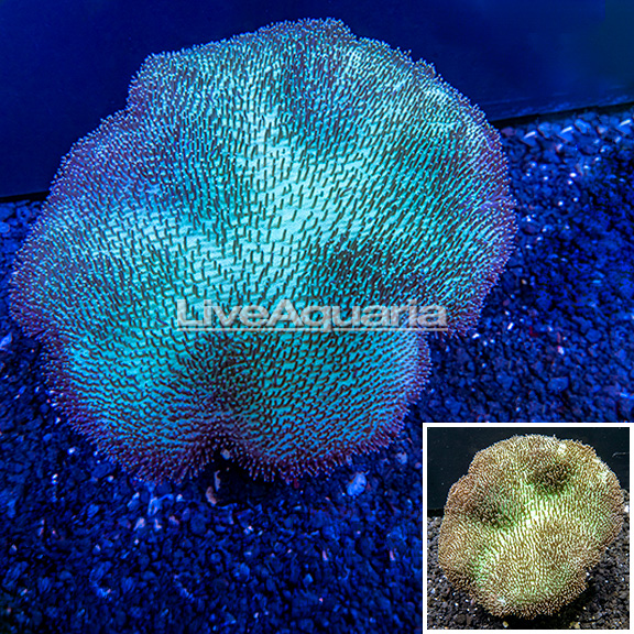 Exclusive preview of fresh arrivals at Diver's Den WYSIWYG Store, debuting today at 5pm CST!
👉bit.ly/4abmTaE
#diversden #liveaquaria #wysiwyg #saltwateraquarium
