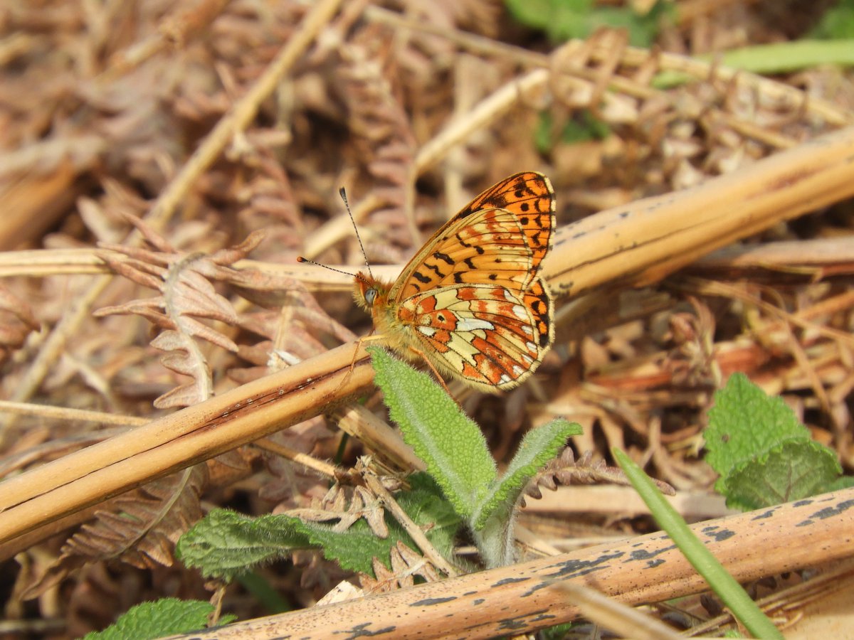 Pearl Bordered Fritillaries out on Dartmoor. Some were crawling up stalks getting ready for their first flight. The undersides are stunning @BCDevon @savebutterflies