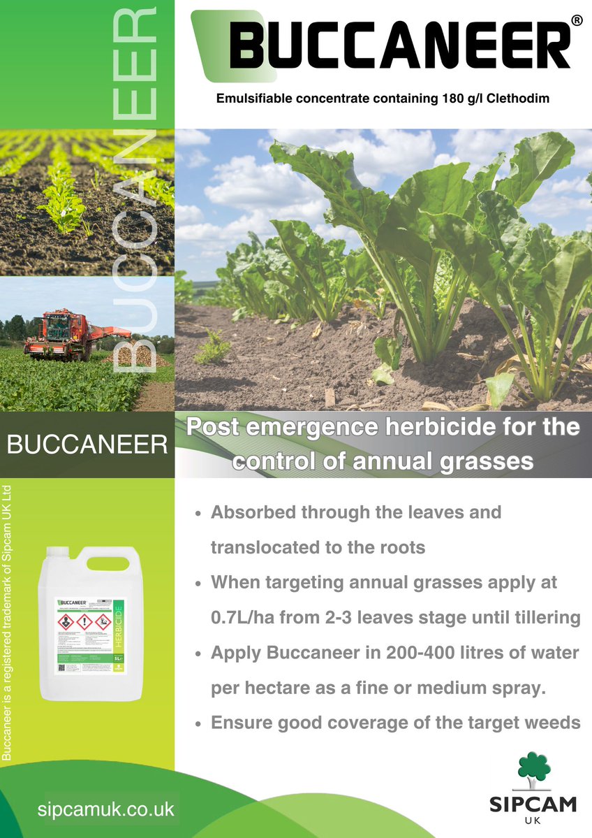 SipcamUK's tweet image. Buccaneer for todays #sugarbeet snapshot series.

A post-emergence herbicide containing 180g/L clethodim, Buccaneer offers activity on blackgrass and volunteer wheat when applied at 0.7L/ha from BBCH 12 up to BBCH 39.

sipcamuk.co.uk/product/buccan…

#SipcamUK #Snapshotseries