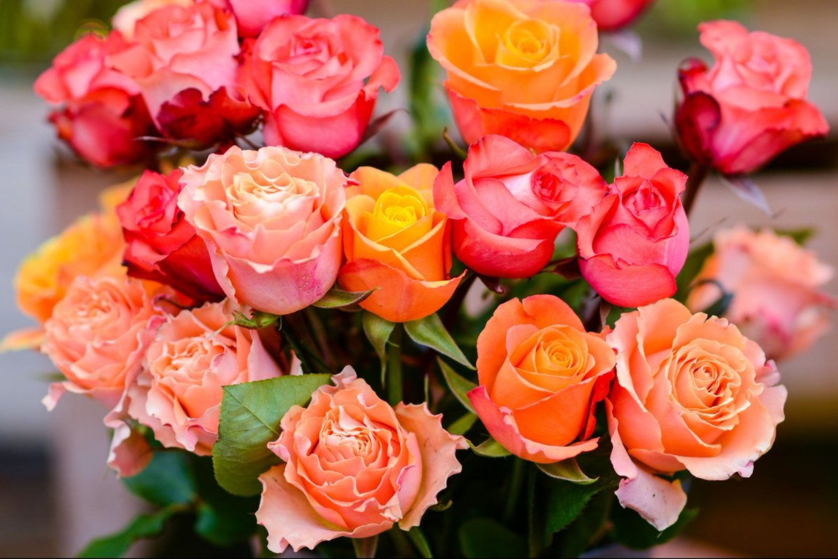 Show Mom You Love Her with Two Dozen Roses for $25 dlvr.it/T6bf2r