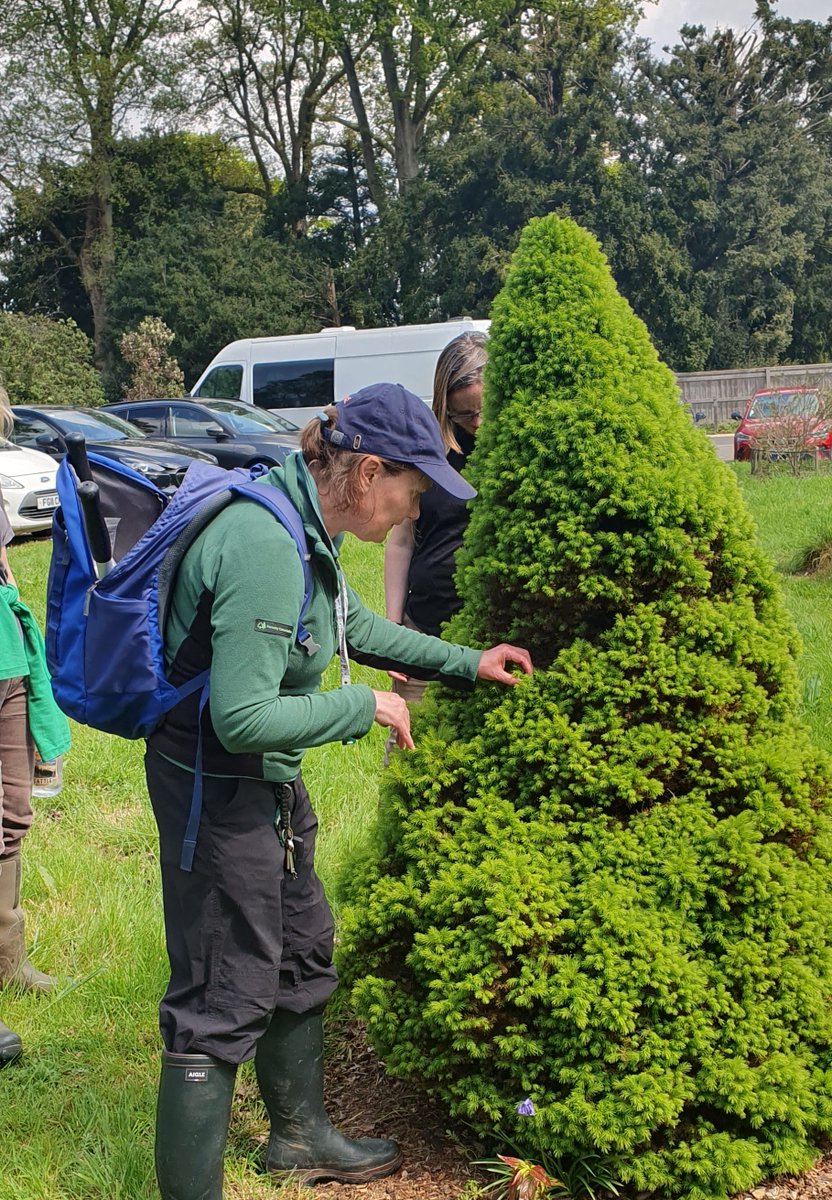 We have been working today with the @Forest_Research Tree Health Diagnostic and Advisory Service team on one of our regular tree health checks at Westonbirt. The management of pests and diseases within our trees is helped by early detection and prompt action. #PlantHealthWeek
