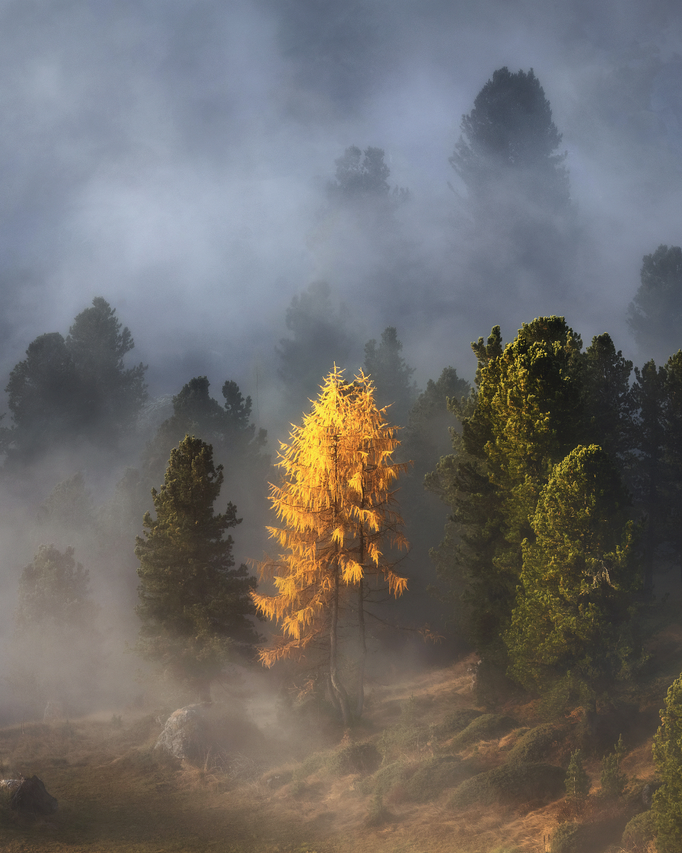 The New Dress
Larch between Swiss Pines, Dolomites
#landscapephotography #forest #fog