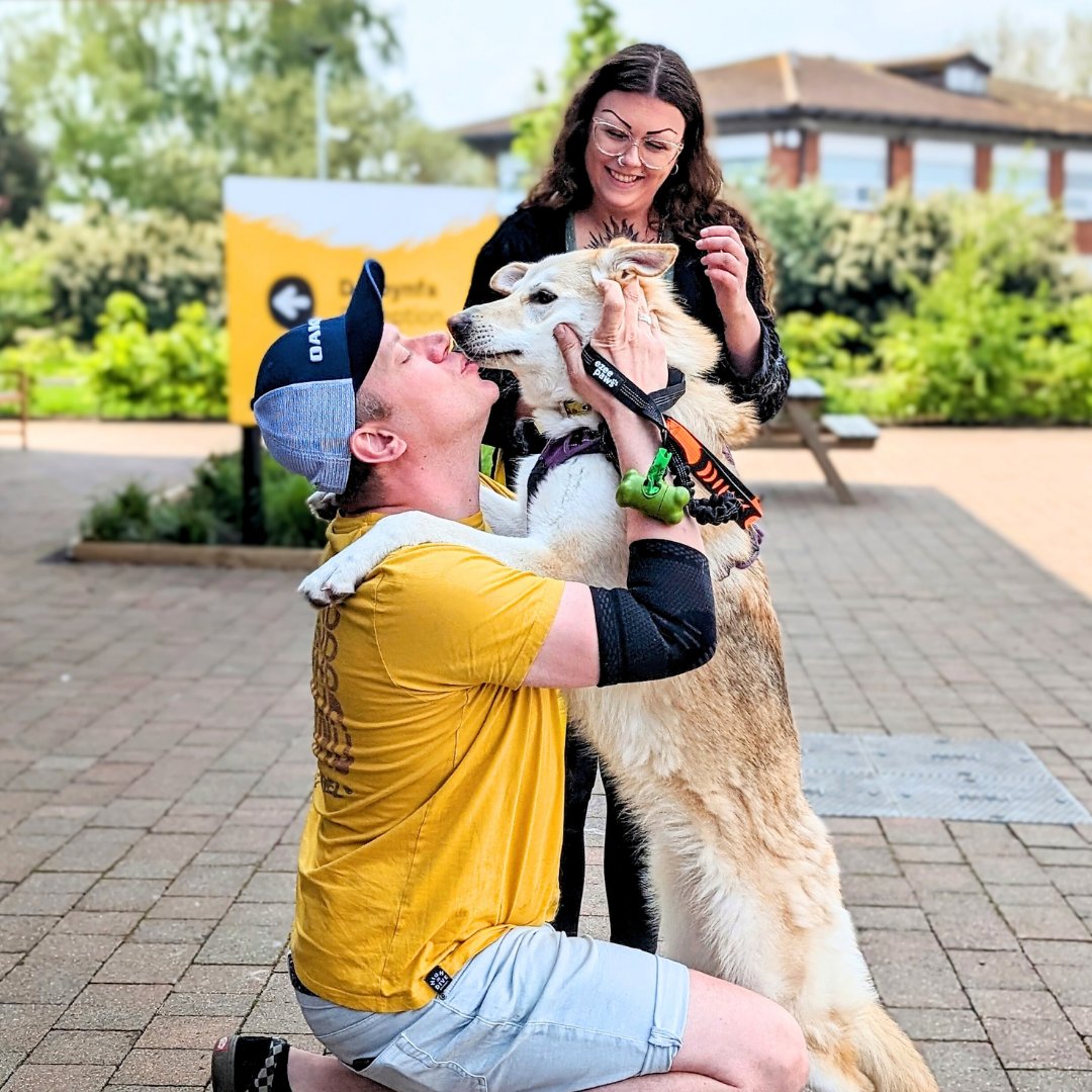 🎉 Adoption day and its smiles all around! Stella couldn't contain her excitement when her new family came to whisk her off to start her new life with them 🥰 Good luck Stella! 💛 #DogsTrust #DogsTrustCardiff #Adopted #AdoptDontShop #ADogIsForLife #BigYellowBagDay #Husky