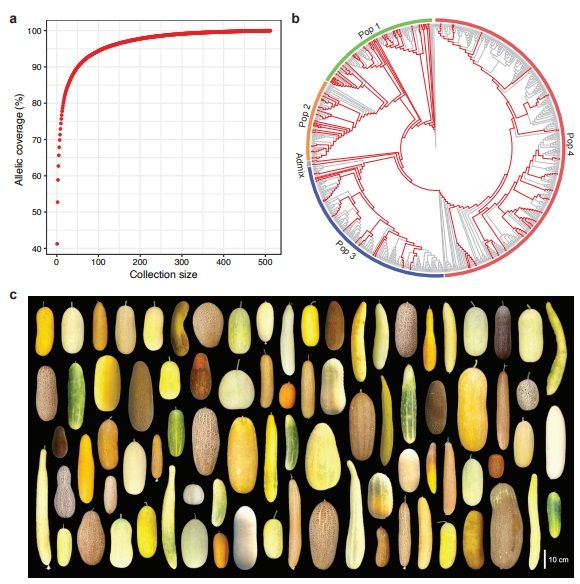 Genetic characterization of cucumber genetic resources in the NARO Genebank indicates their multiple dispersal trajectories to the East biorxiv.org/content/10.110… #plantscience ♻️