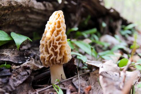 In Iowa, mushroom hunting is quite common. However, knowing the peak time to hunt for a particular mushroom can be challenging. extension.iastate.edu/news/tips-hunt…