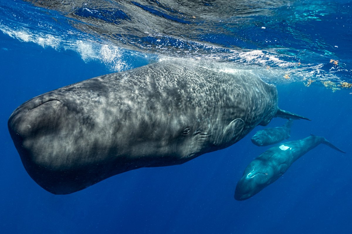 CSAIL researchers have used machine learning to decode a phonetic “alphabet” used by sperm whales. They found the structure of the whales’ click patterns varies depending on the conversational context, suggesting an intricate communication system. mitsha.re/9qTT50RzwmW