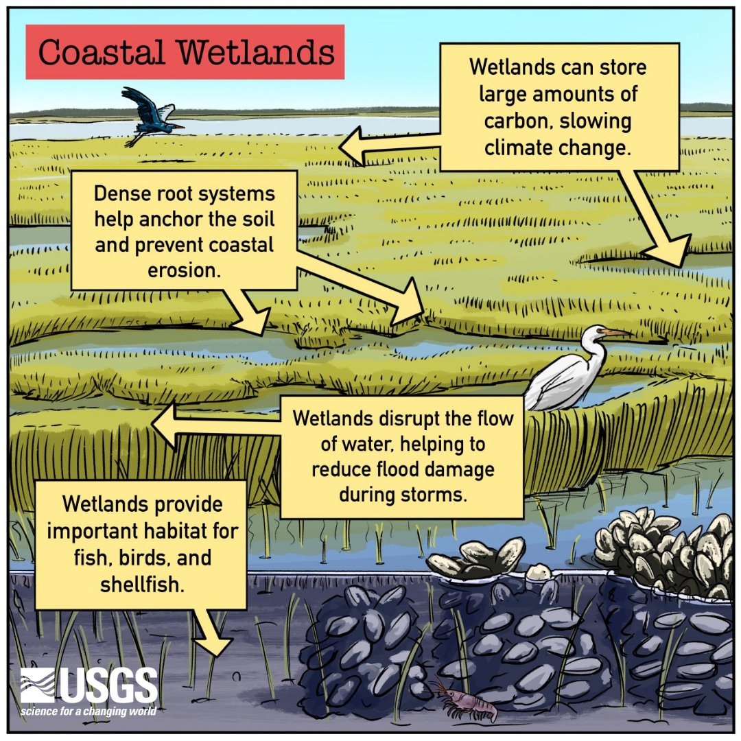 It's #AmericanWetlandsMonth!

Wetlands provide important ecosystem services to local coastal communities, such as storm protection, flood control, & habitat for plants and animals.  

🎨Ben Slyngstad, ORISE participant