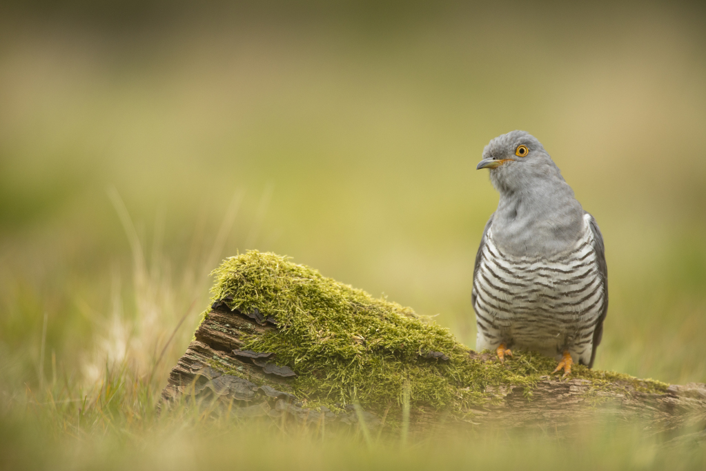 It's World Migratory Bird Day today! The #AireValley has had one of its iconic migrants heard for the first time this year across both reserves- the cuckoo! Why not visit and see if you can hear their unmistakable call? 📷|Ben Andrews (rspb-images.com)