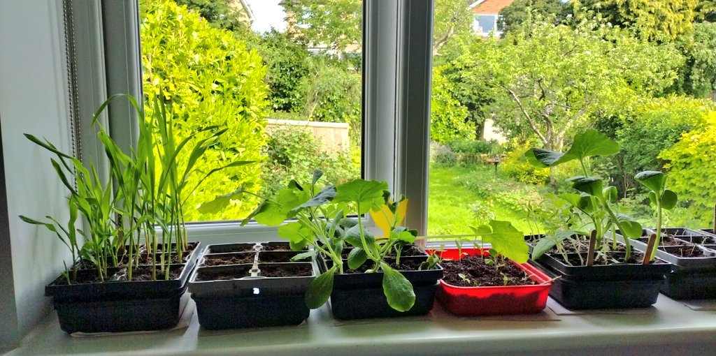 AllotmentPlot54's tweet photo. I love this time of year...such hope and promise container within such tiny plants! https://t.co/6Jb319Xz6g