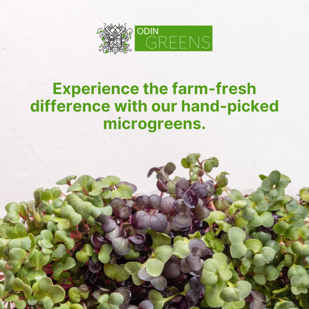 Experience the farm-fresh difference with our hand-picked microgreens. 

Taste the freshness and quality of our microgreens and enjoy the difference! 🌱

#nutritionblogger #igweightloss #nutritionplan #nutritional #nutritionfacts #nutritionalcleansing