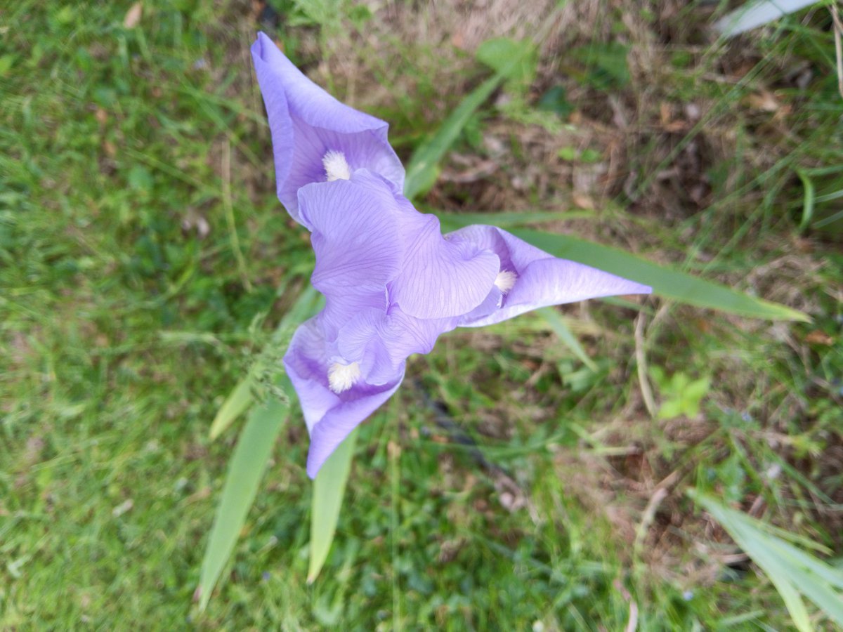 I thought I would look for Iris flowers today for #IrisDay. They used be out next to the road, but Mom and Dad moved them to a new spot they don't like as well!  There is only one of them blooming 🌱
#Hedgewatch